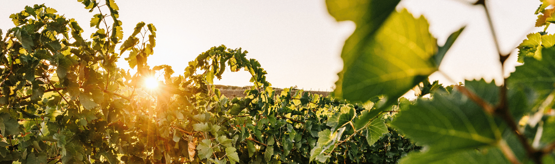 Domaine de La Baume vendanges 2024