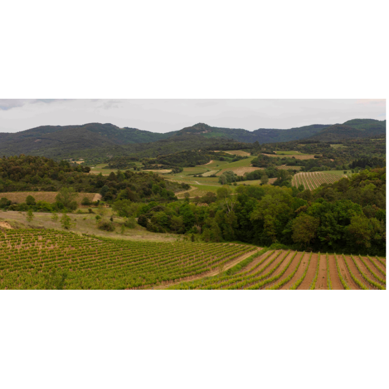 Nos Cuvées en Appellation Limoux | Domaine Les Ors